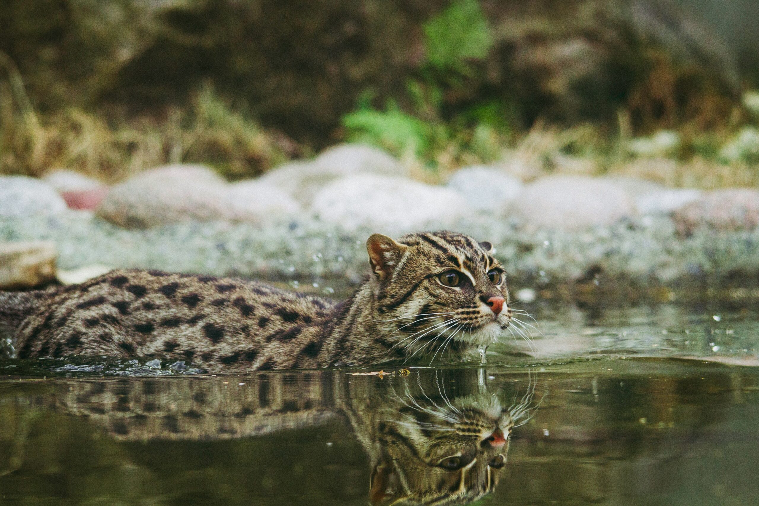 Fishing cat wetland habitat illustrating wetland loss and the hidden cost of development.