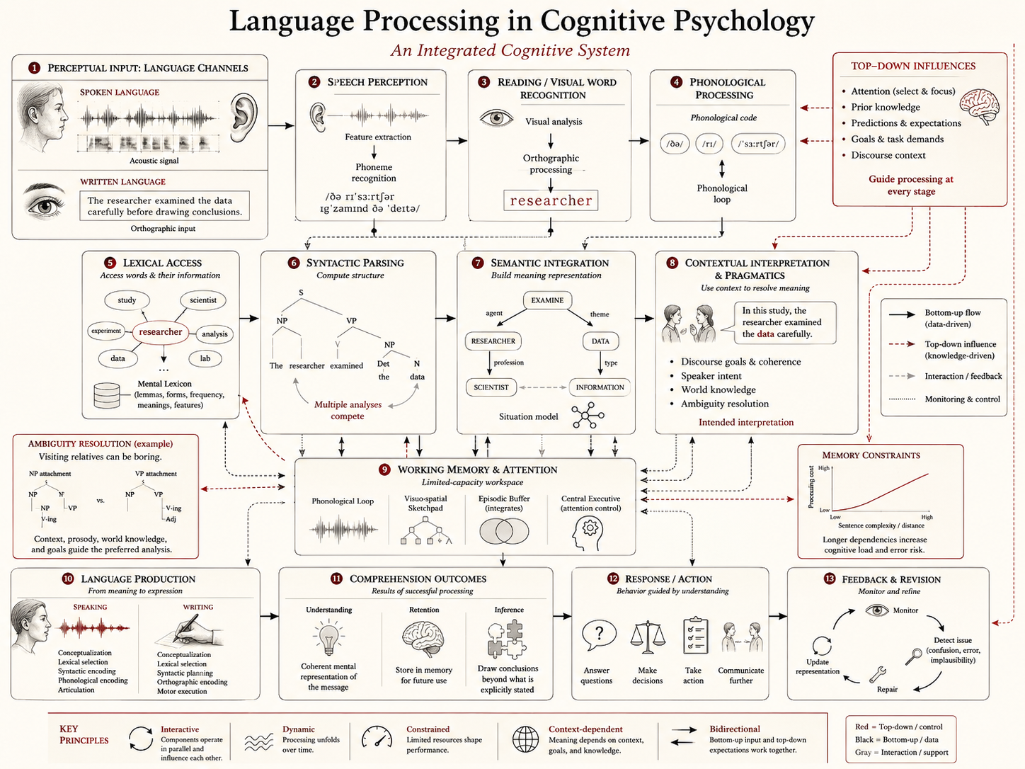 Detailed cognitive psychology infographic showing language processing across speech perception, reading, phonology, lexical access, syntax, semantic integration, context, working memory, comprehension, response, and feedback.